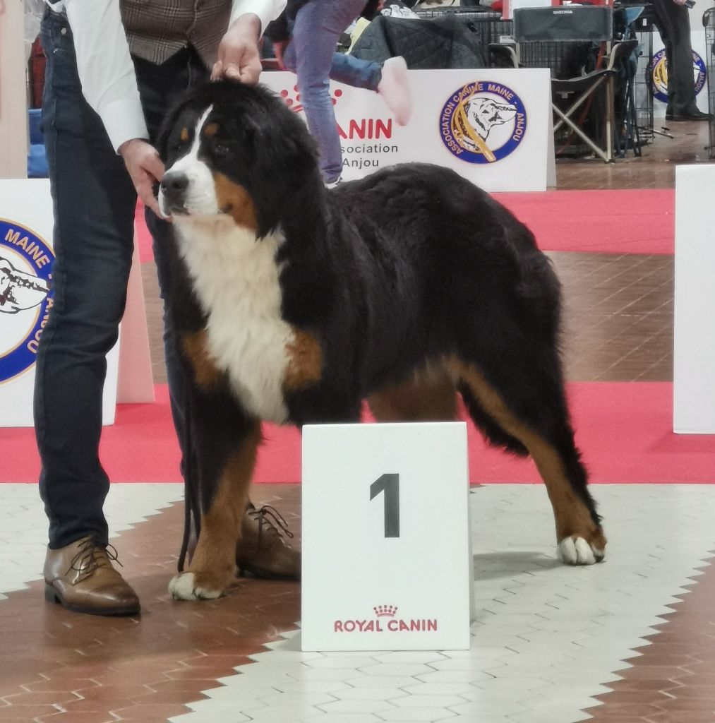 Tama swingstar De La Cathedrale Des Ours