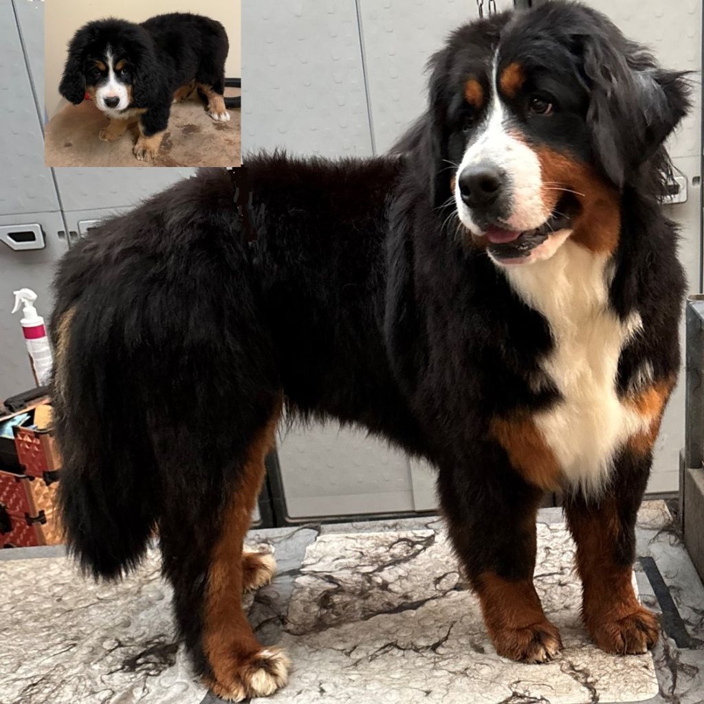 Uliana de la tremblaie téchonière