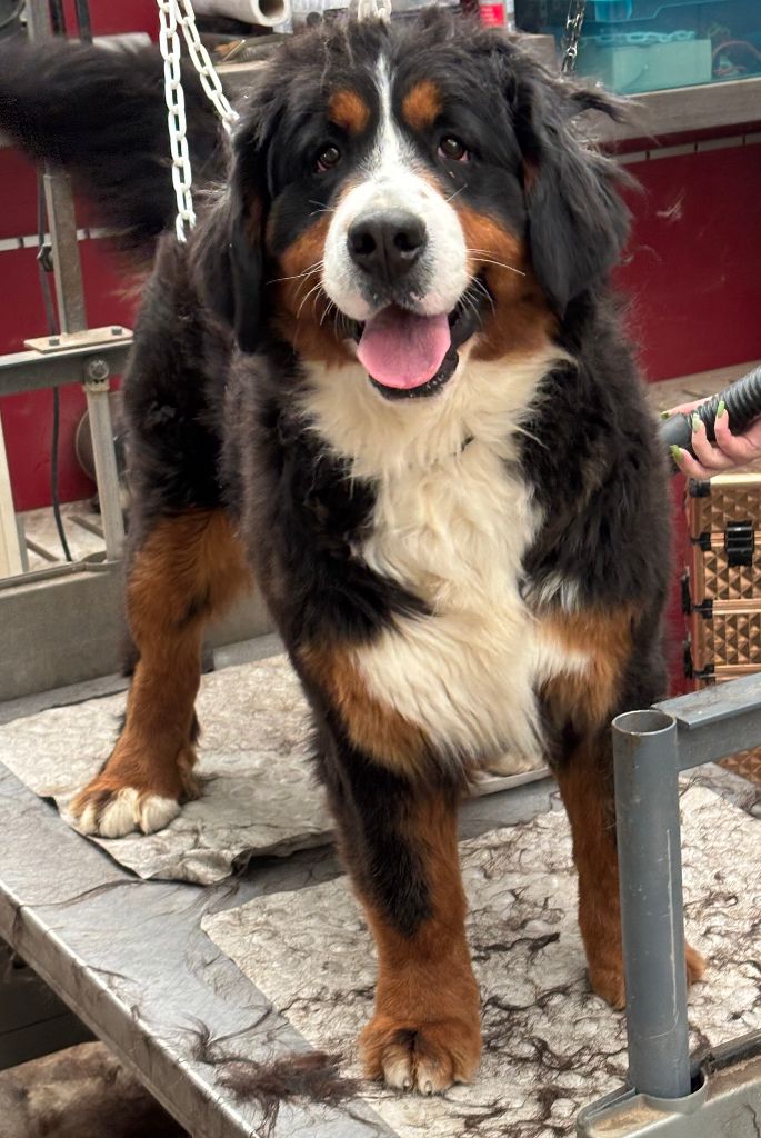 Utchitson De La Cathedrale Des Ours