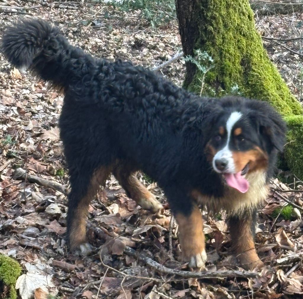 Velvet rock de la tremblaie téchonière