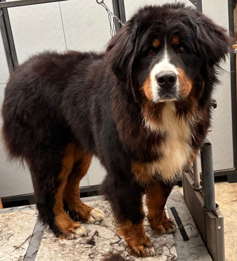 Velvet blues De La Cathedrale Des Ours