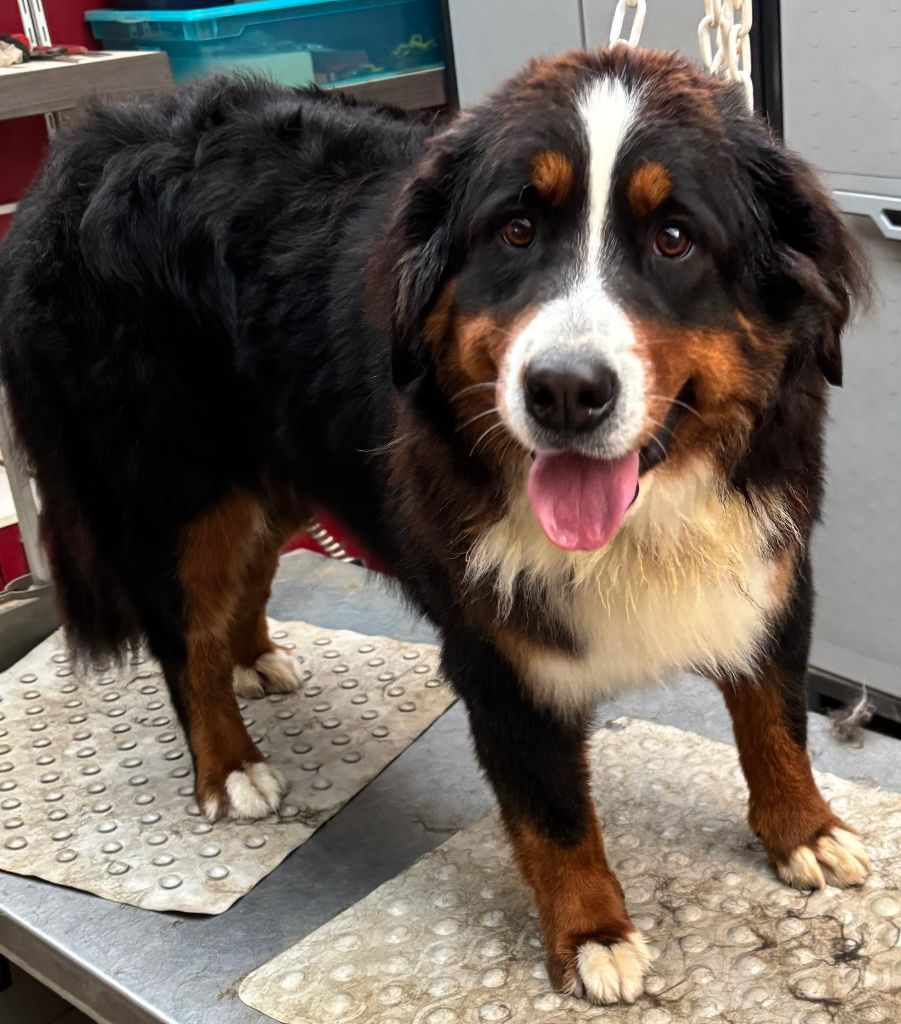 Velvet rock de la tremblaie téchonière