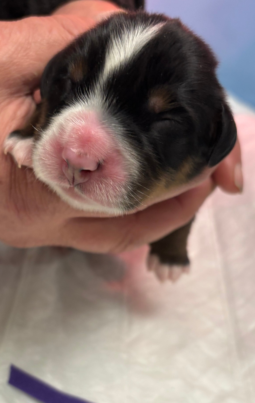 de la tremblaie téchonière - Chiots disponibles - Bouvier Bernois