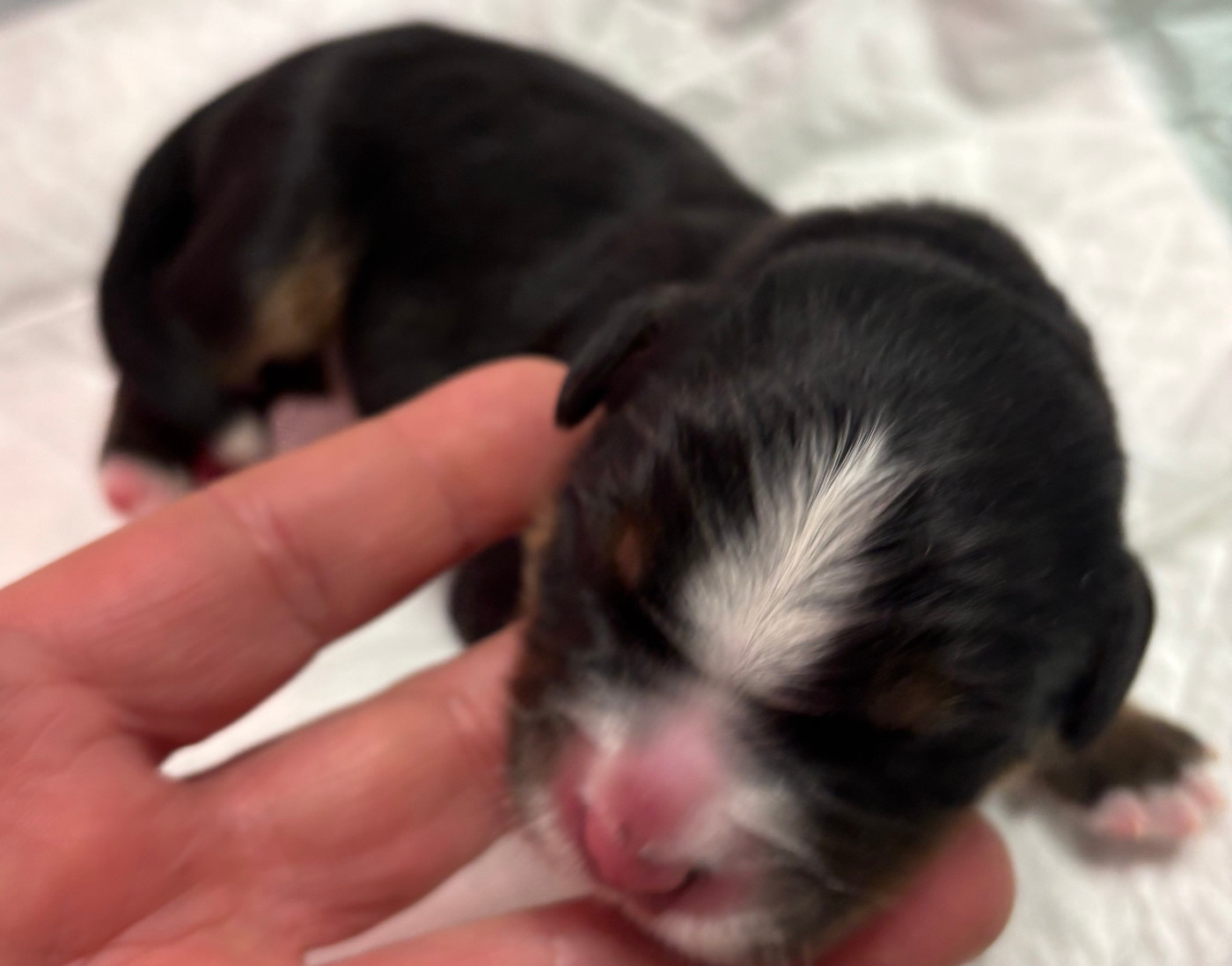 de la tremblaie téchonière - Chiots disponibles - Bouvier Bernois