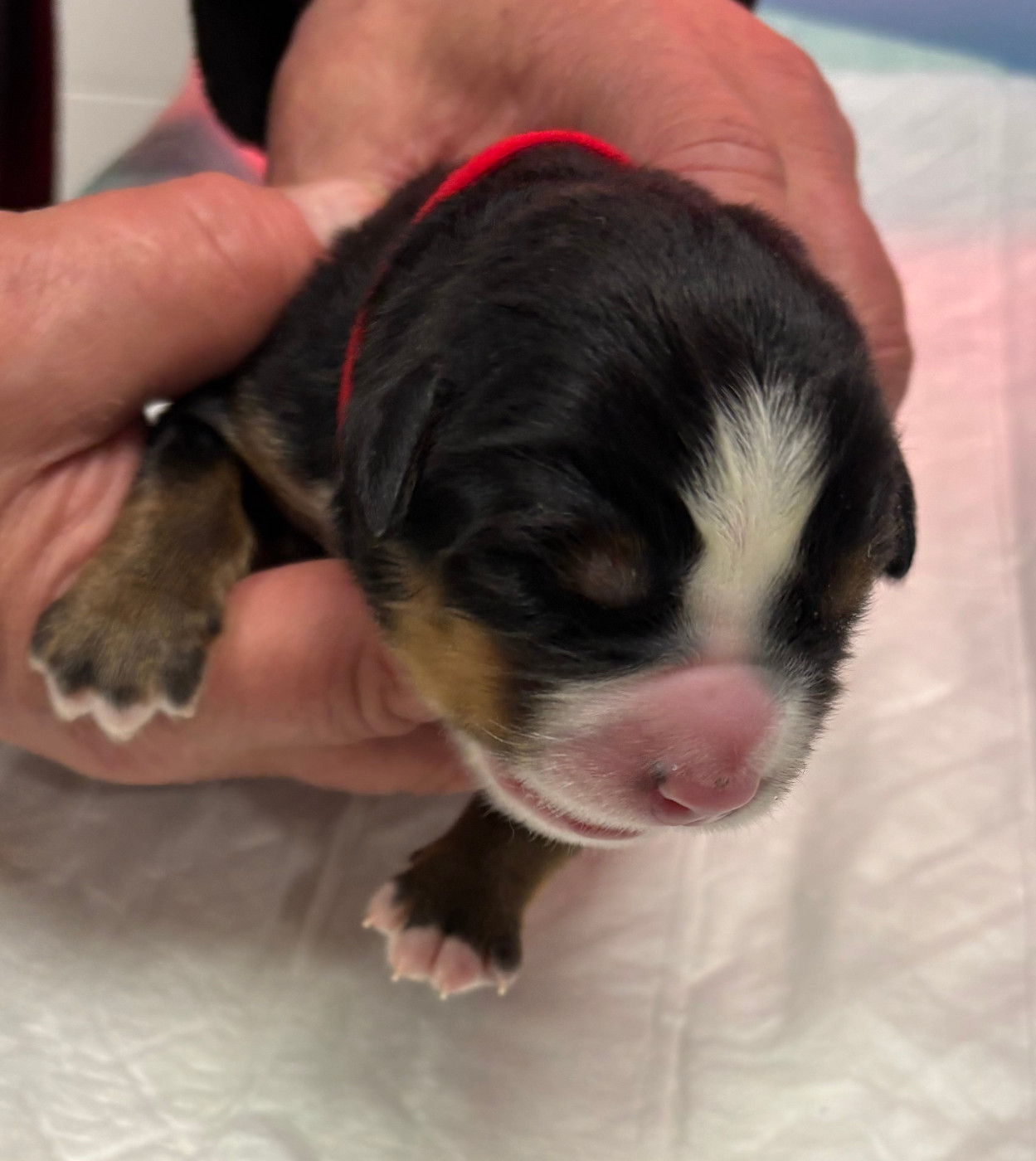 de la tremblaie téchonière - Chiots disponibles - Bouvier Bernois