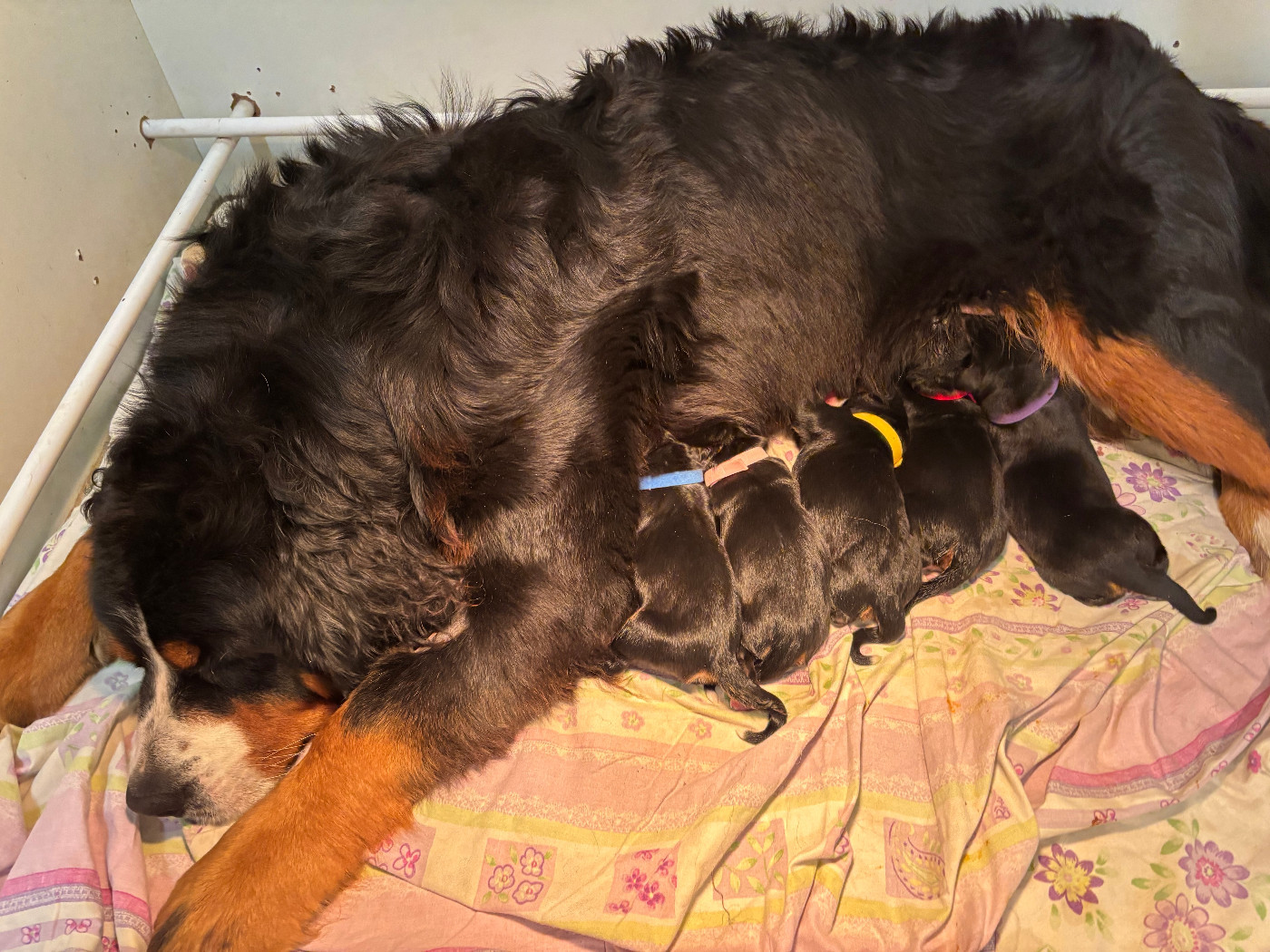 Chiot Bouvier Bernois de la tremblaie téchonière