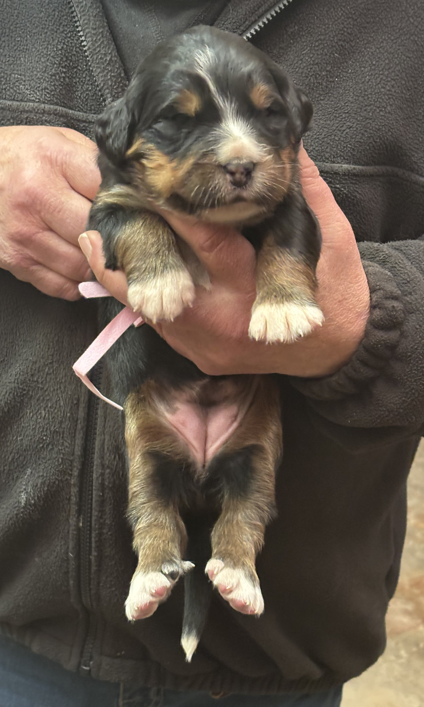 de la tremblaie téchonière - Chiots disponibles - Bouvier Bernois