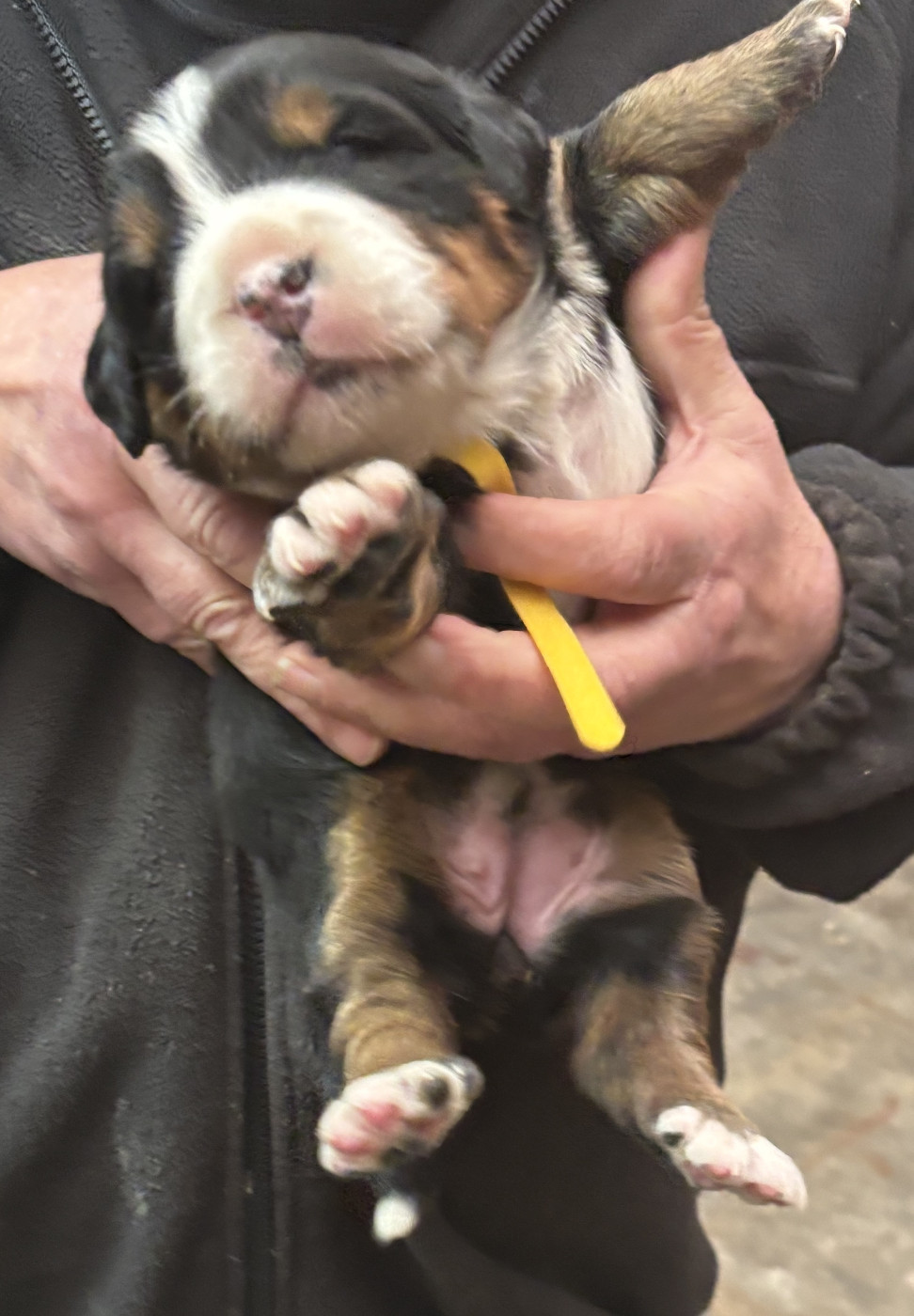 de la tremblaie téchonière - Chiots disponibles - Bouvier Bernois