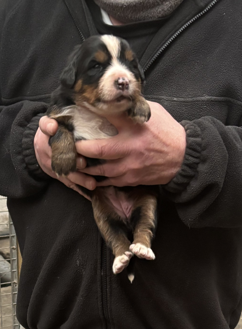 de la tremblaie téchonière - Chiots disponibles - Bouvier Bernois