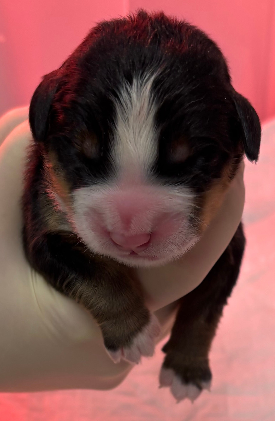 de la tremblaie téchonière - Chiots disponibles - Bouvier Bernois