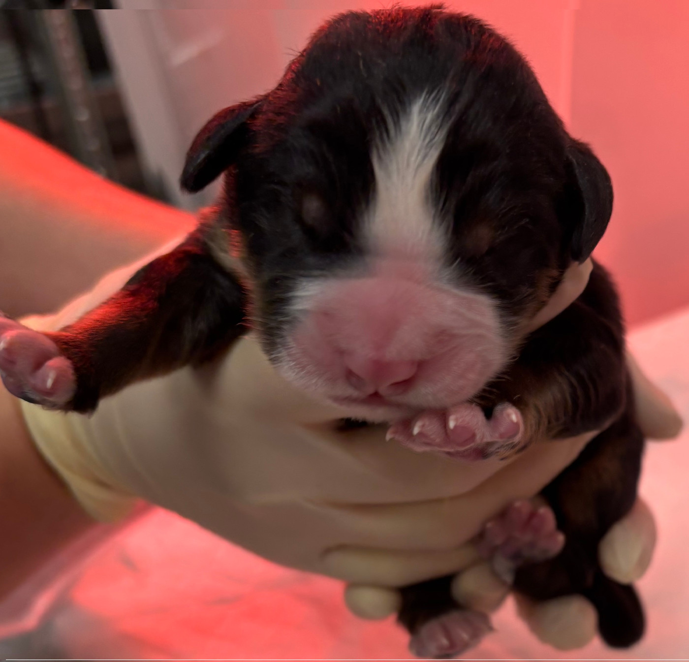 de la tremblaie téchonière - Chiots disponibles - Bouvier Bernois