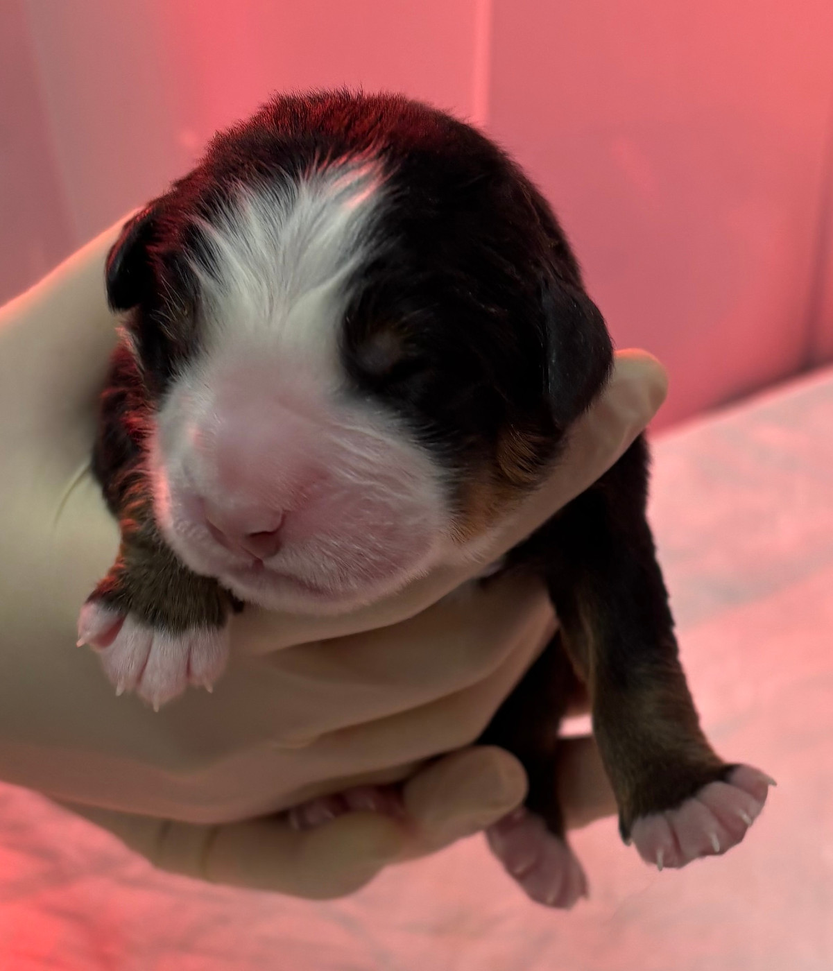 de la tremblaie téchonière - Chiots disponibles - Bouvier Bernois