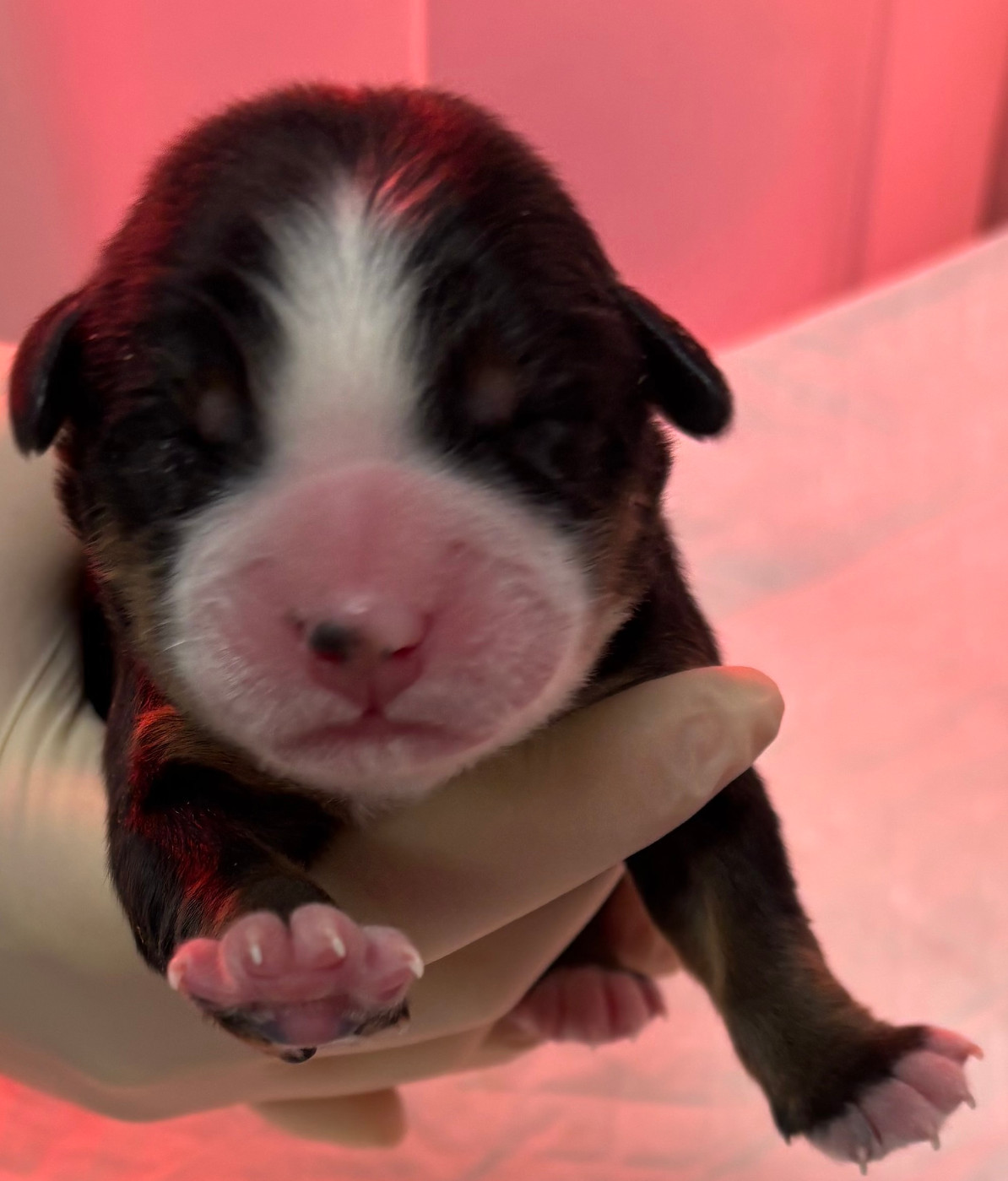 de la tremblaie téchonière - Chiots disponibles - Bouvier Bernois