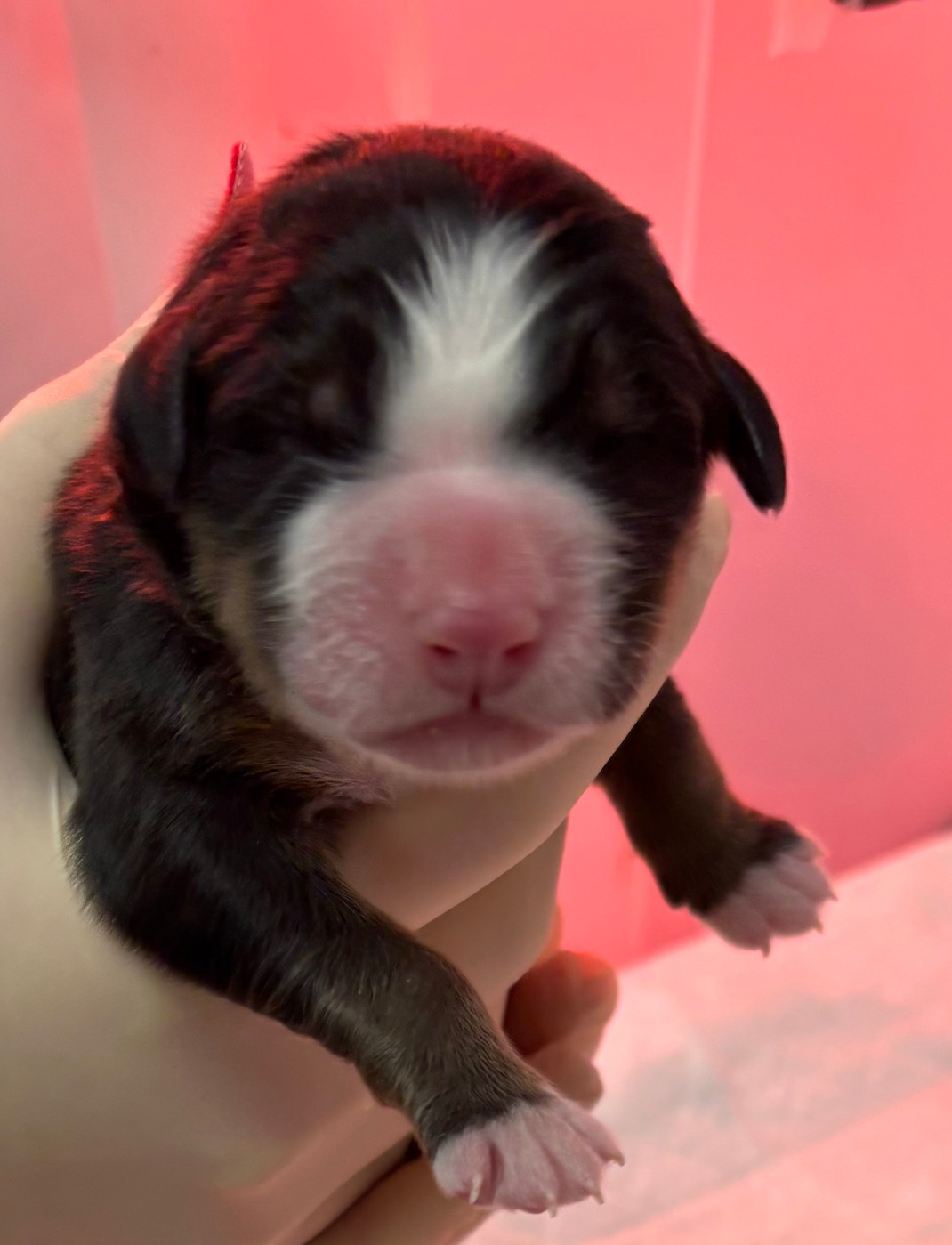 de la tremblaie téchonière - Chiots disponibles - Bouvier Bernois