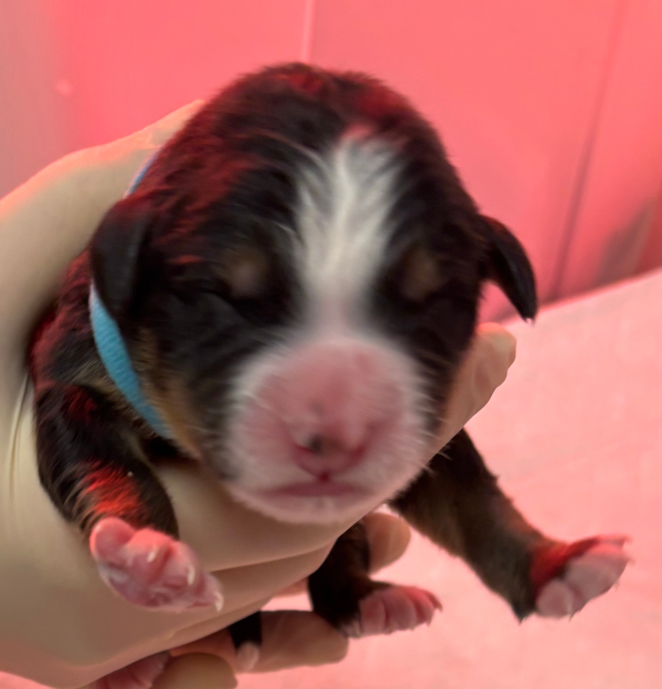 de la tremblaie téchonière - Chiots disponibles - Bouvier Bernois