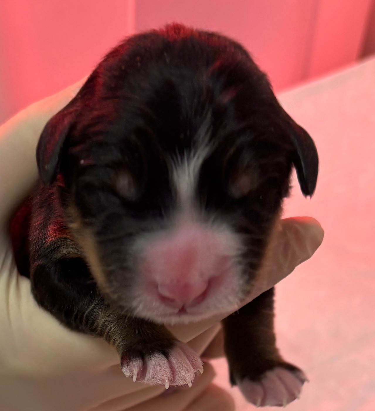 de la tremblaie téchonière - Chiots disponibles - Bouvier Bernois