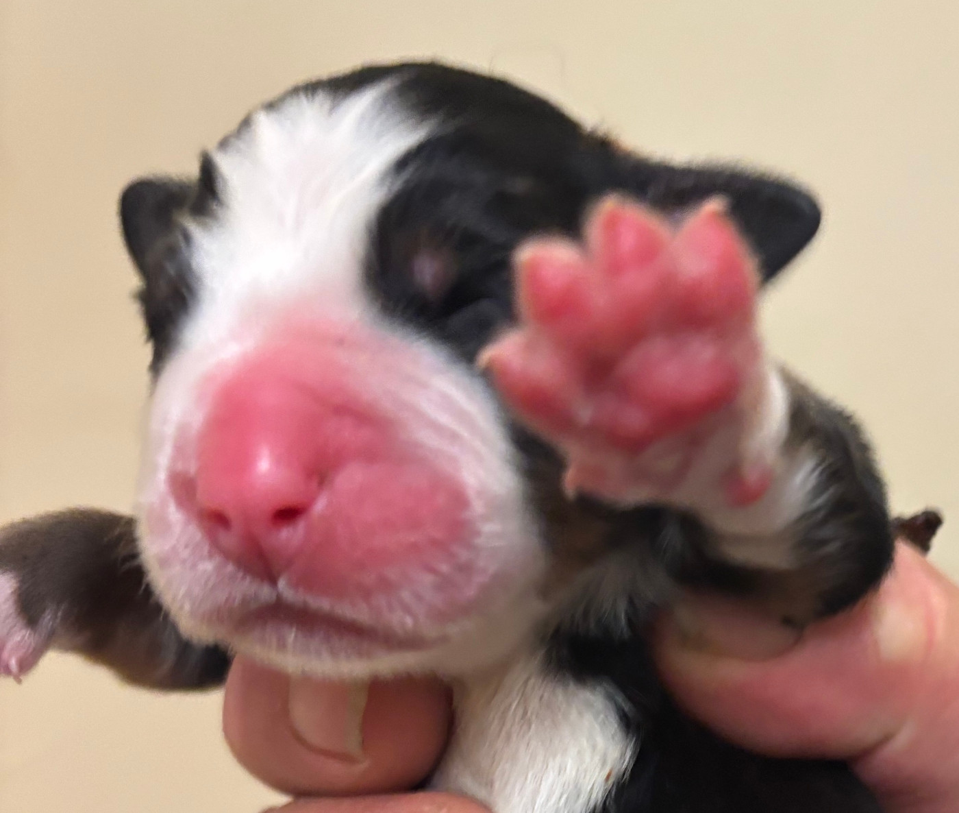 de la tremblaie téchonière - Chiots disponibles - Bouvier Bernois