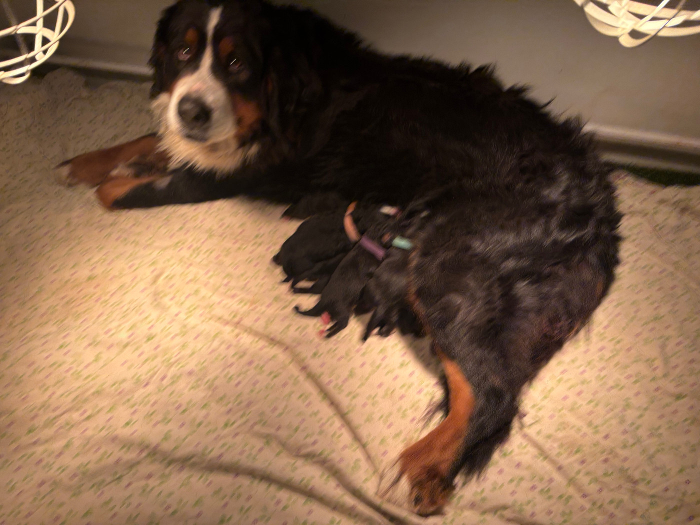 Chiot Bouvier Bernois de la tremblaie téchonière