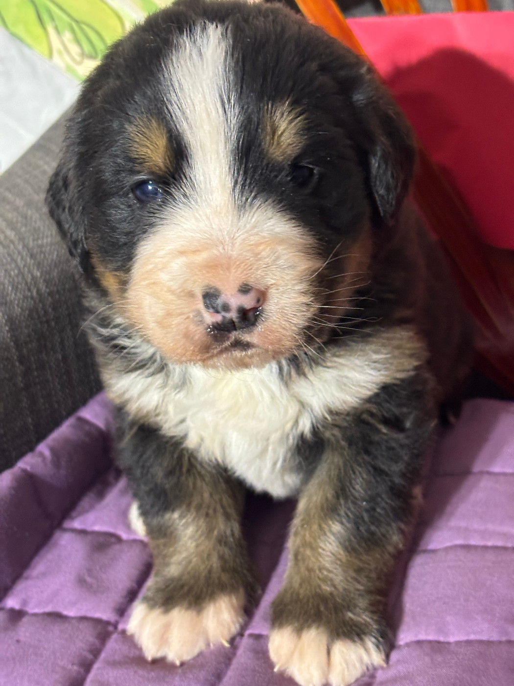 de la tremblaie téchonière - Chiots disponibles - Bouvier Bernois