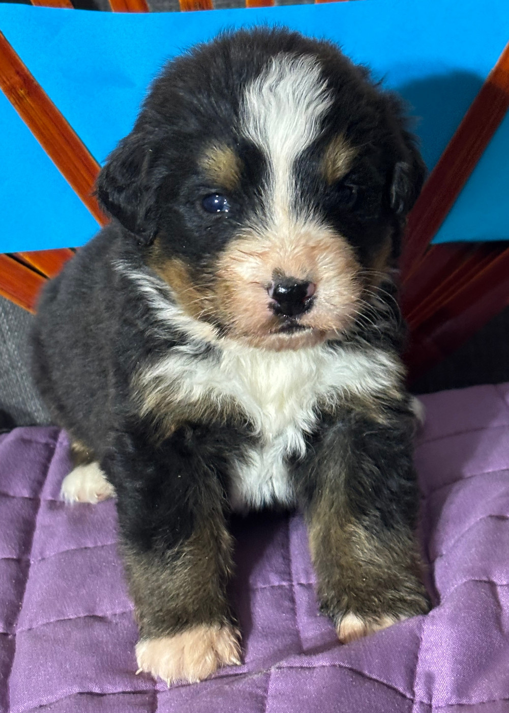 de la tremblaie téchonière - Chiots disponibles - Bouvier Bernois