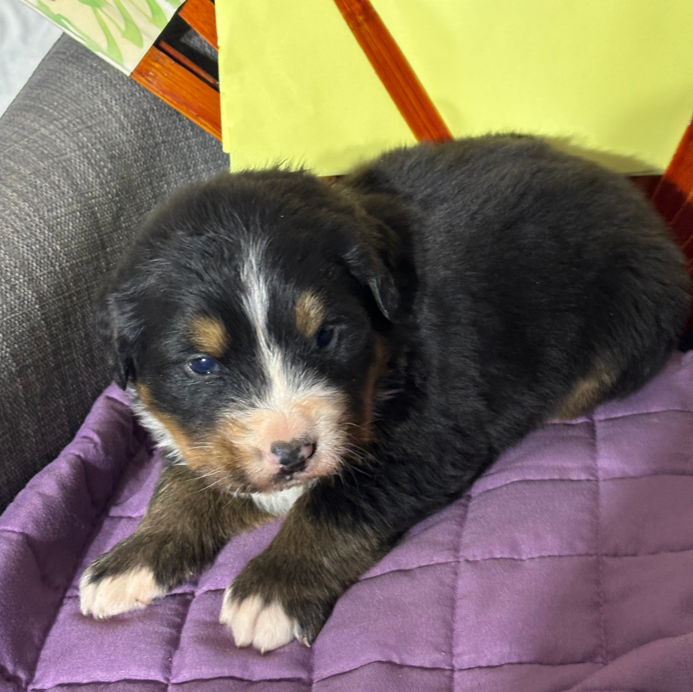 de la tremblaie téchonière - Chiots disponibles - Bouvier Bernois