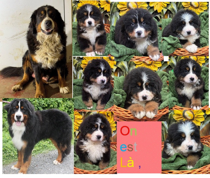 Chiot Bouvier Bernois de la tremblaie téchonière