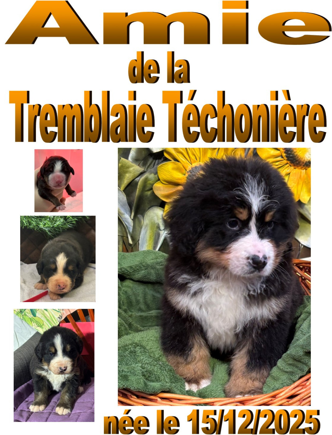 de la tremblaie téchonière - Chiots disponibles - Bouvier Bernois