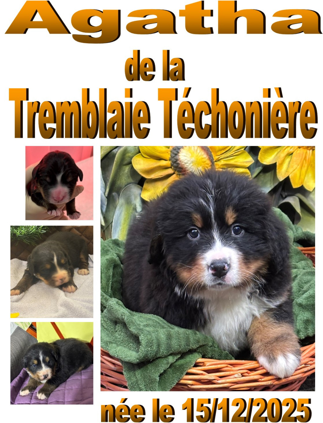 de la tremblaie téchonière - Chiots disponibles - Bouvier Bernois