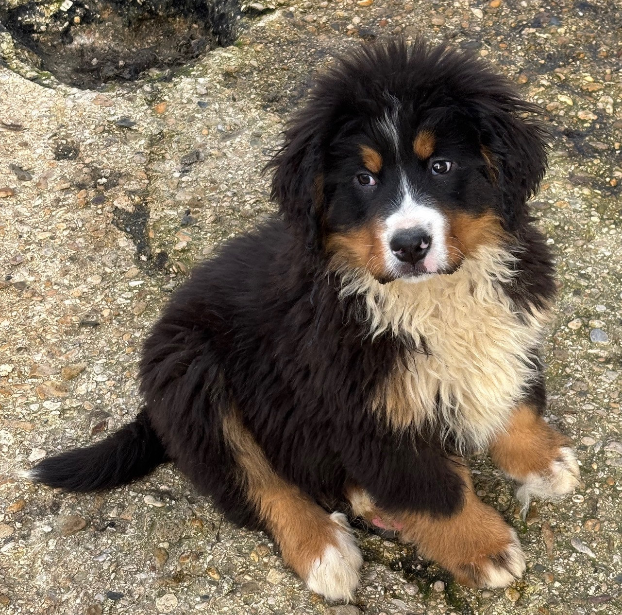 de la tremblaie téchonière - Chiots disponibles - Bouvier Bernois