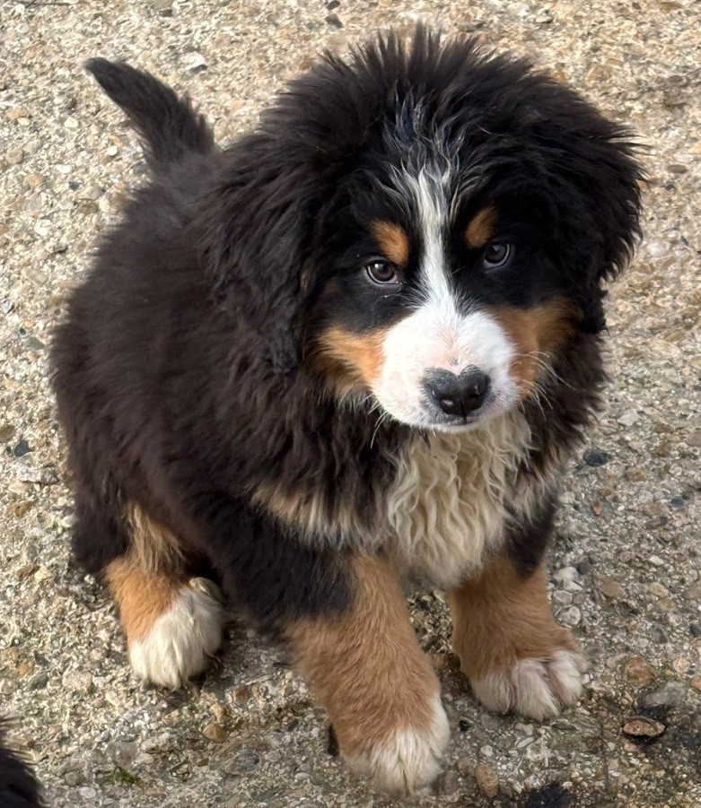 de la tremblaie téchonière - Chiots disponibles - Bouvier Bernois