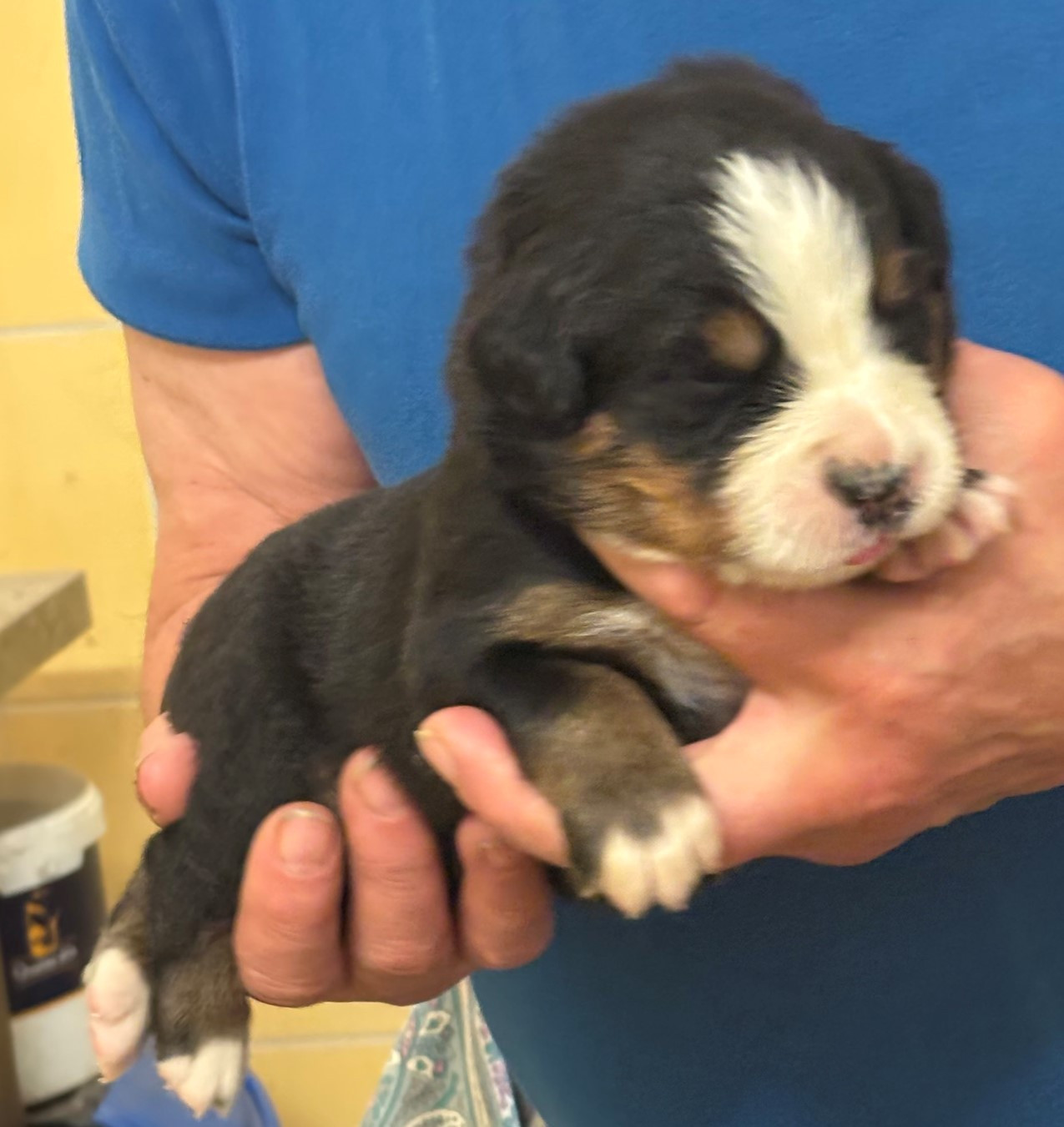 de la tremblaie téchonière - Chiots disponibles - Bouvier Bernois