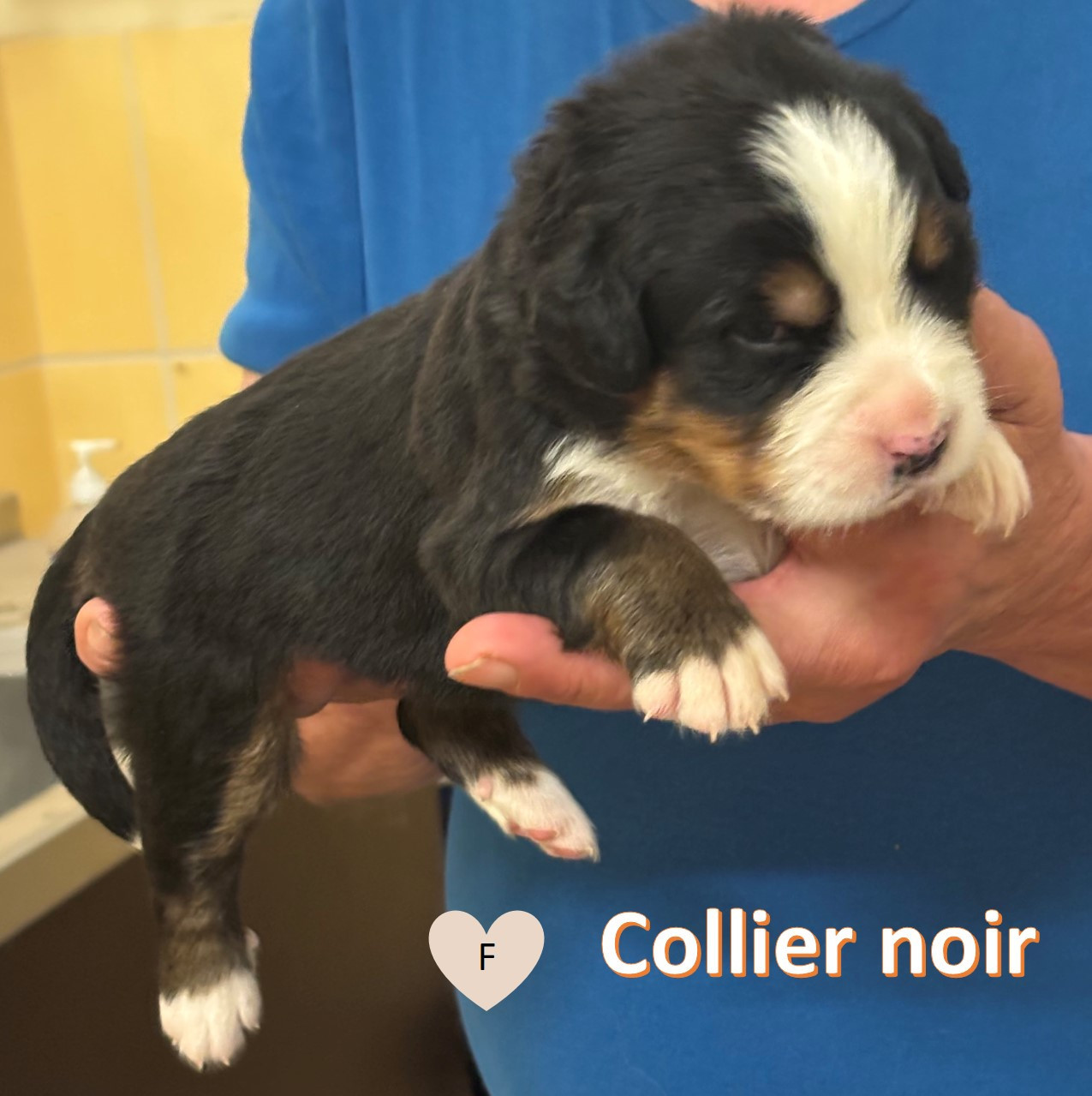 de la tremblaie téchonière - Chiots disponibles - Bouvier Bernois