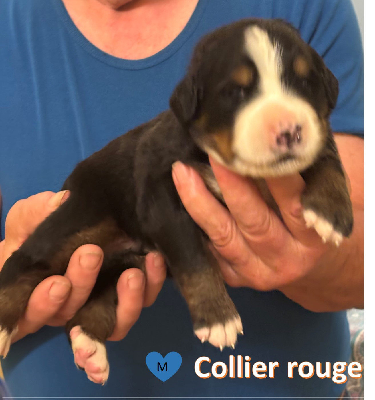 de la tremblaie téchonière - Chiots disponibles - Bouvier Bernois