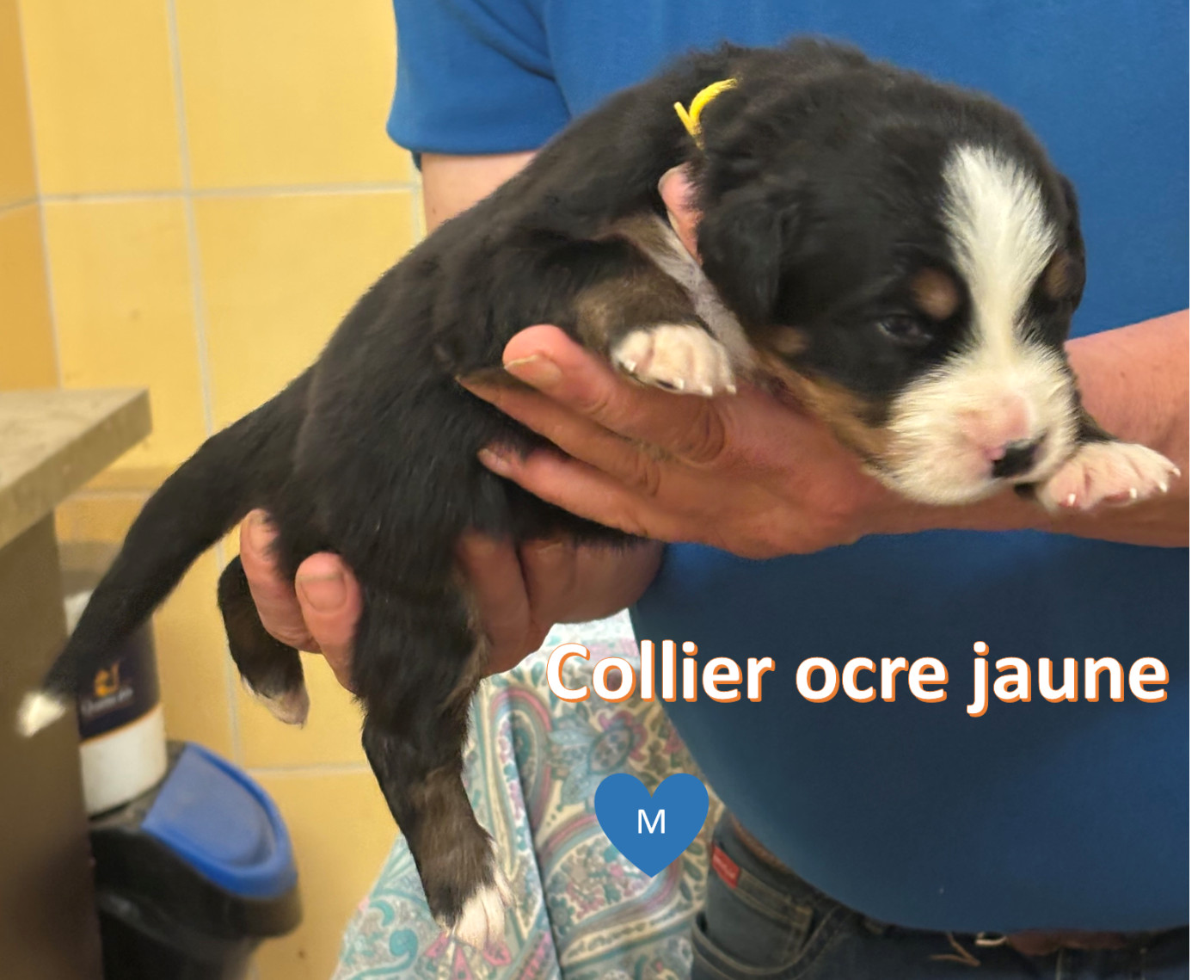 de la tremblaie téchonière - Chiots disponibles - Bouvier Bernois