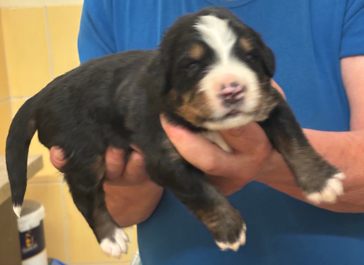 de la tremblaie téchonière - Chiots disponibles - Bouvier Bernois