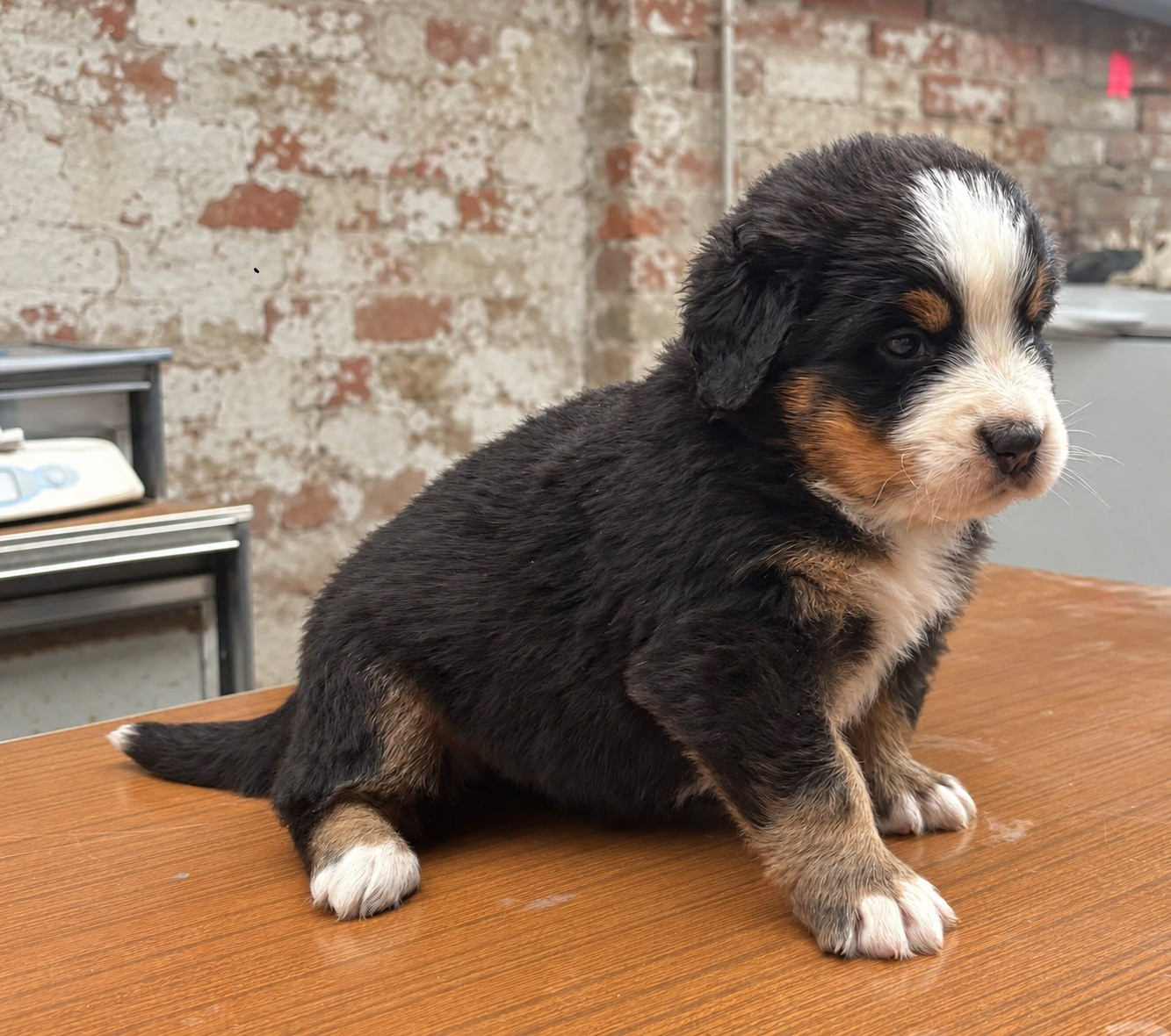de la tremblaie téchonière - Chiots disponibles - Bouvier Bernois