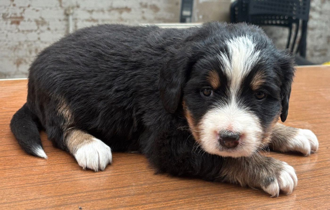 de la tremblaie téchonière - Chiots disponibles - Bouvier Bernois