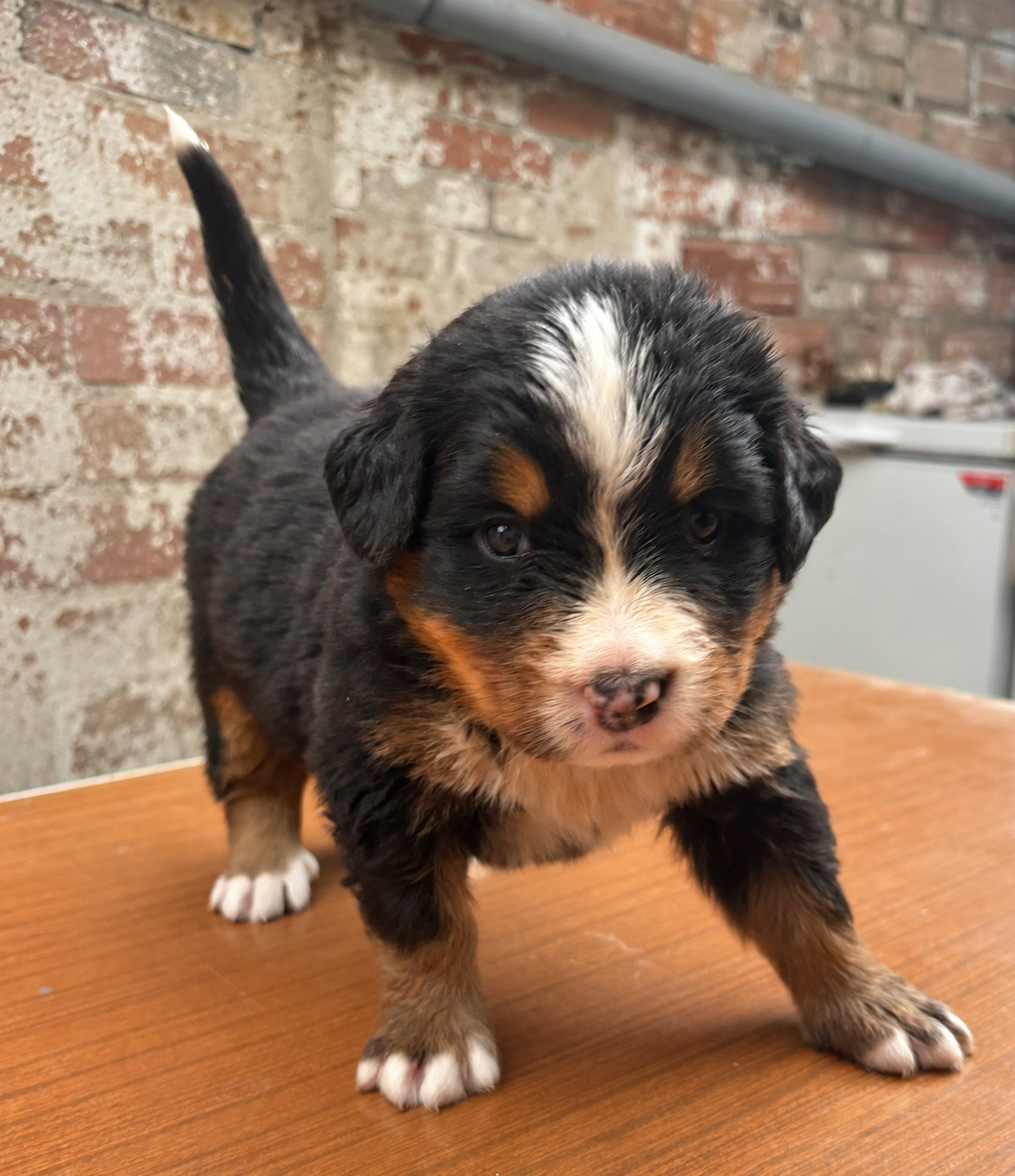 de la tremblaie téchonière - Chiots disponibles - Bouvier Bernois