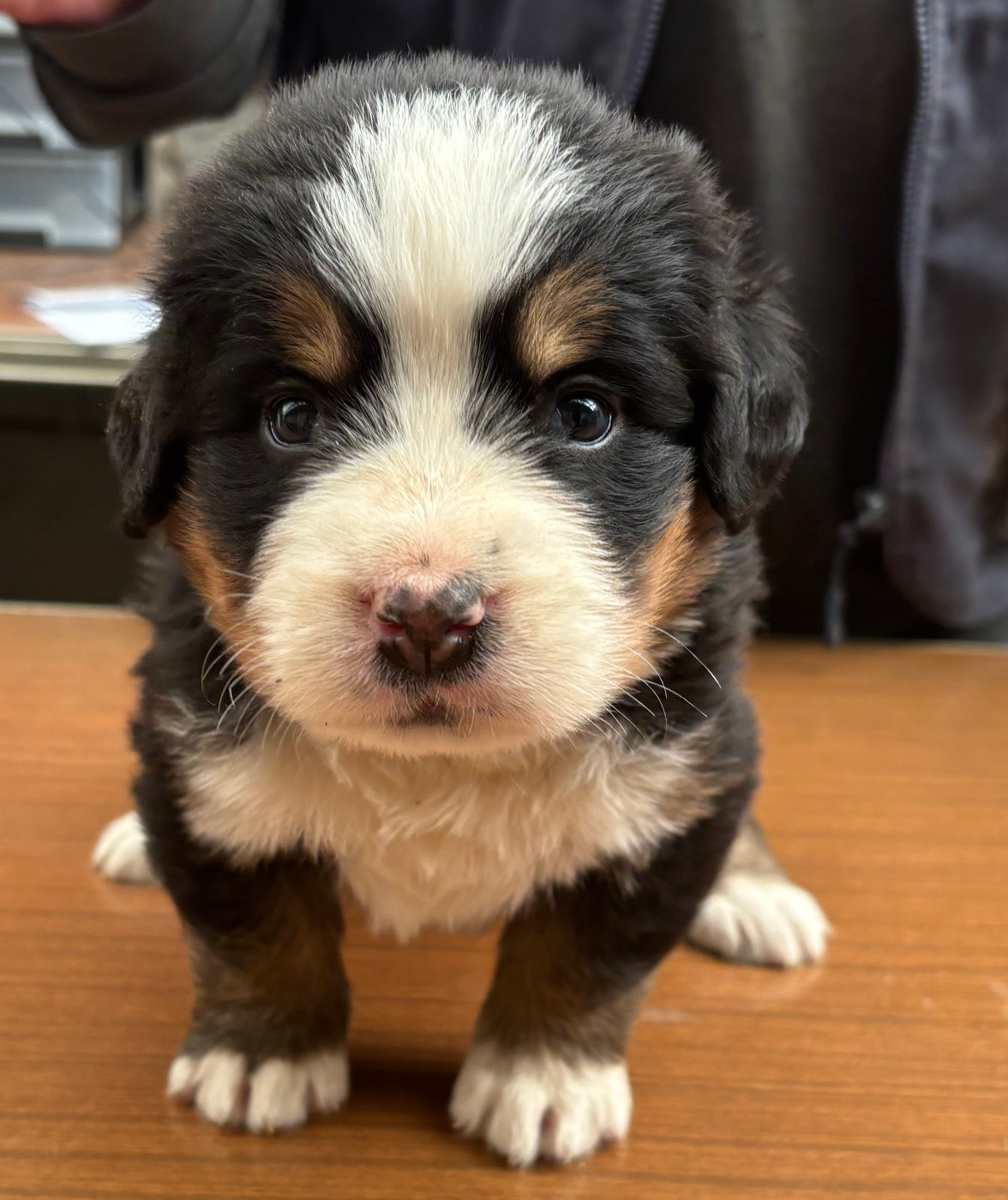de la tremblaie téchonière - Chiots disponibles - Bouvier Bernois