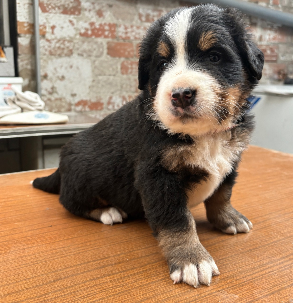 de la tremblaie téchonière - Chiots disponibles - Bouvier Bernois