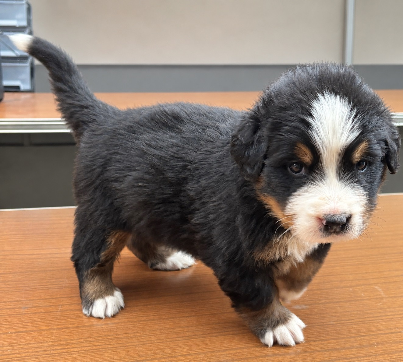 de la tremblaie téchonière - Chiots disponibles - Bouvier Bernois