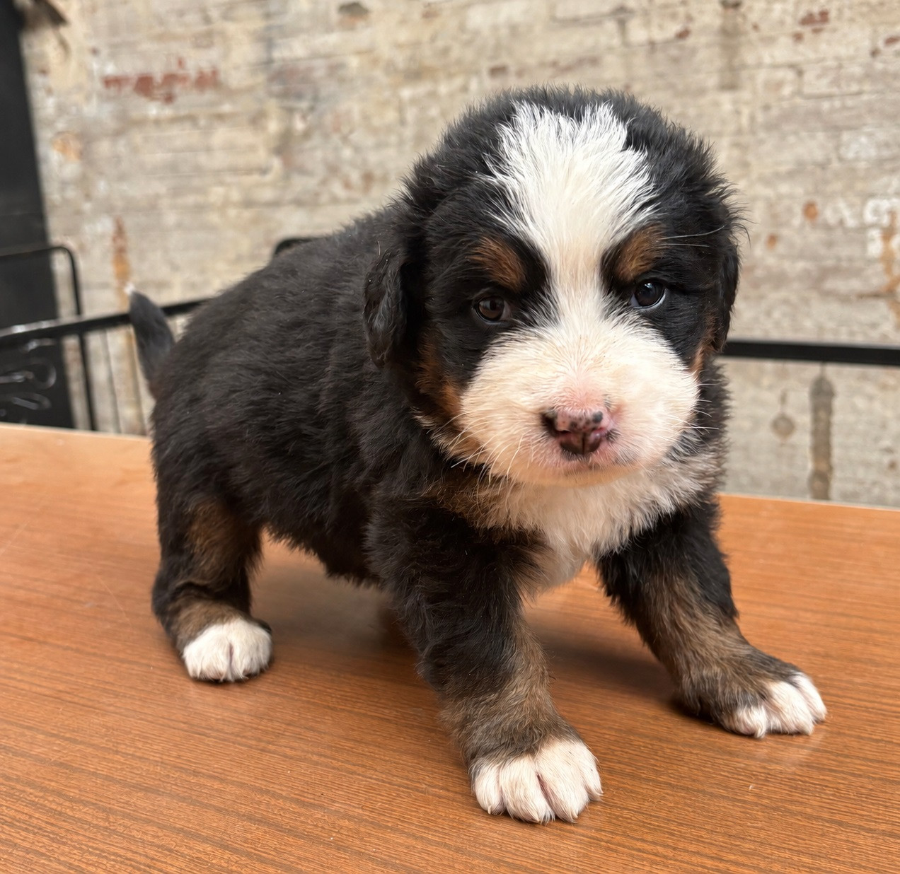 de la tremblaie téchonière - Chiots disponibles - Bouvier Bernois