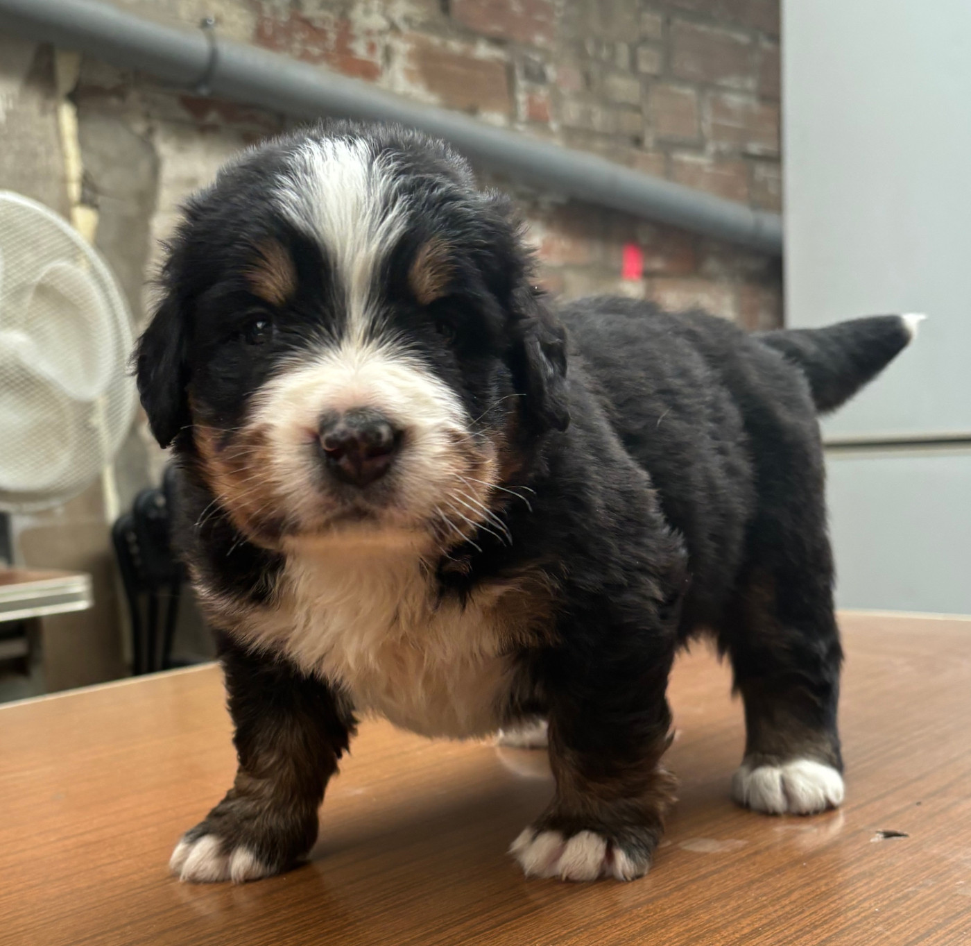 de la tremblaie téchonière - Chiots disponibles - Bouvier Bernois